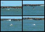 (06) dolphin montage.jpg    (1000x720)    272 KB                              click to see enlarged picture
